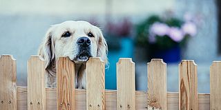 Hund hinter Gartenzaun