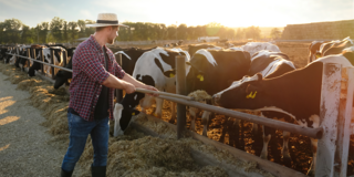 Tierhaltung: Landwirt mit Rindern auf der Weide