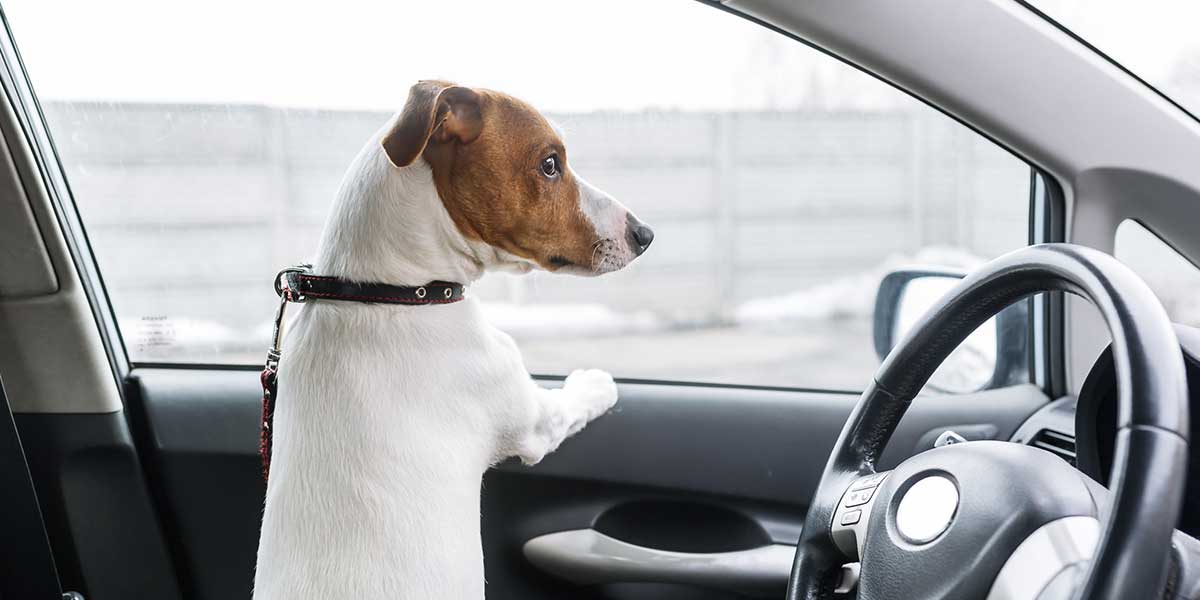 Bei Hitze: Hund im Auto – So reagiert man richtig