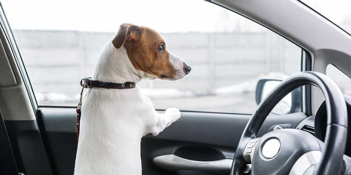 Hund bei Hitze im Auto Hund im Auto hinter dem Steuerrad