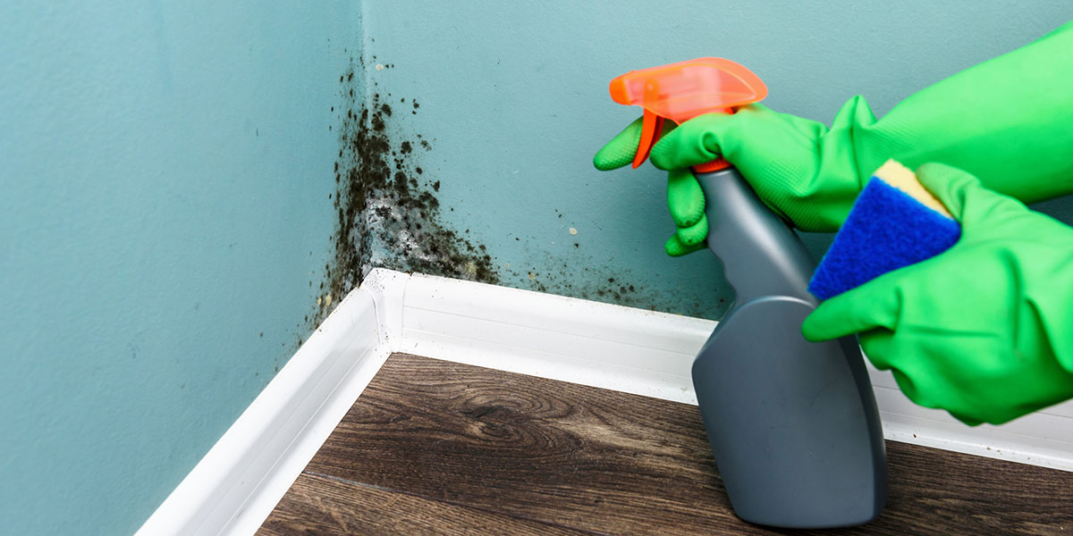 Schimmel in der Wohnung Schimmel in der Wohnung wird bekämpft