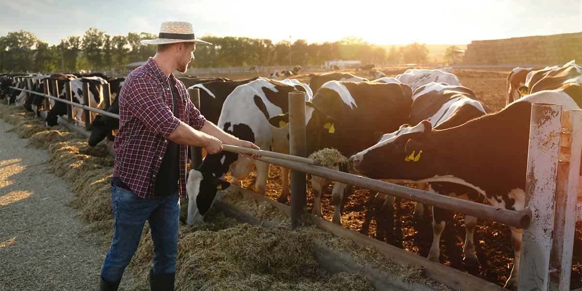 Tierhaltung: Landwirt mit Rindern auf der Weide